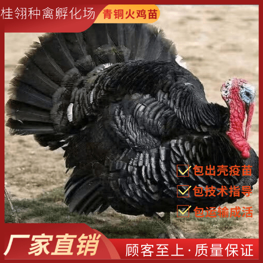 南宁 纯种 火鸡  青铜火鸡苗