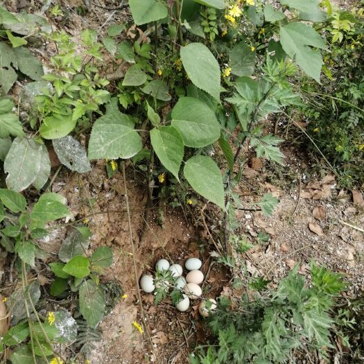 绵阳 农家生态养殖五黑一绿，五黑鸡蛋