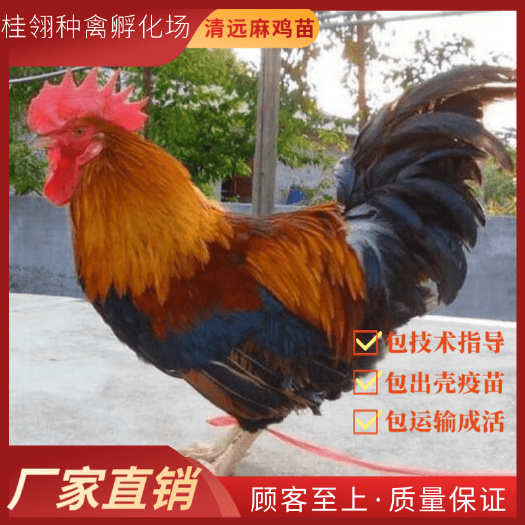 南宁 清远鸡鸡苗  纯种