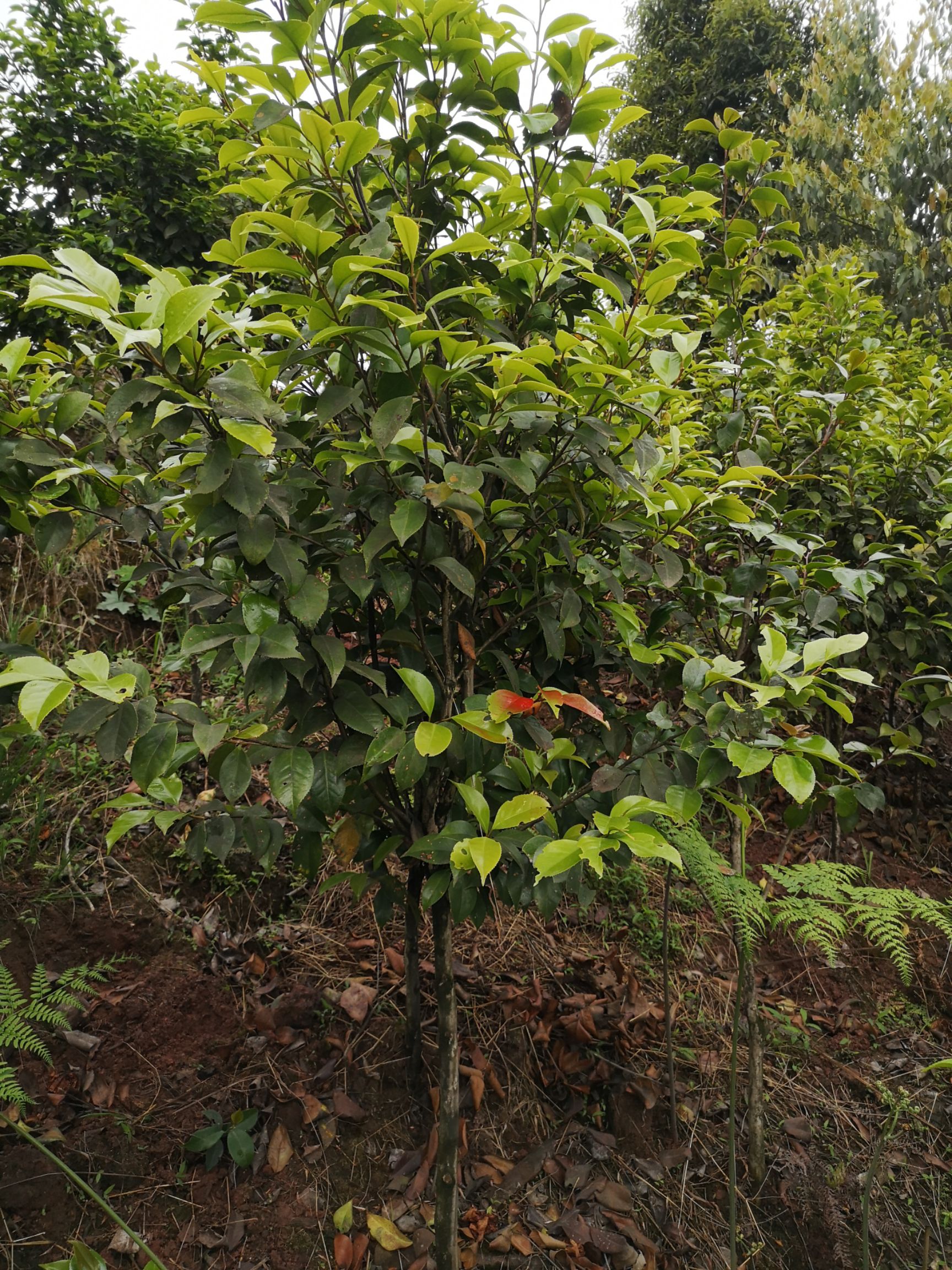 四川高县泳清茶花种植场专业种植销售各种规格优质茶花树