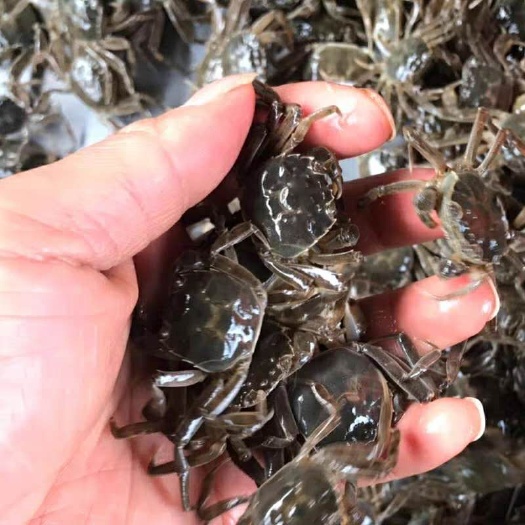 盘锦 全母扣蟹苗，大量售卖