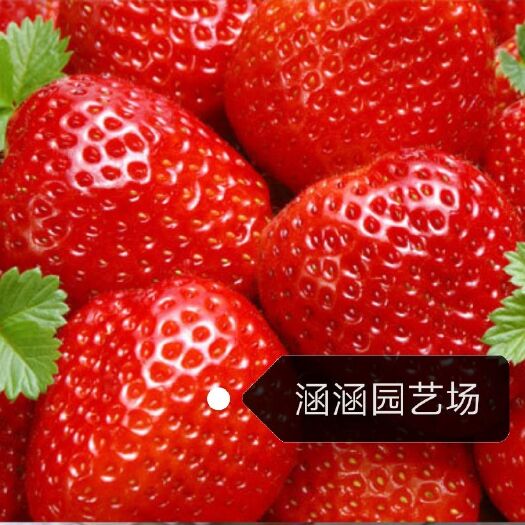 泰安甜查理草莓苗  耐高湿，高热，果耐储运、高产适宜南北方种植品种草莓苗