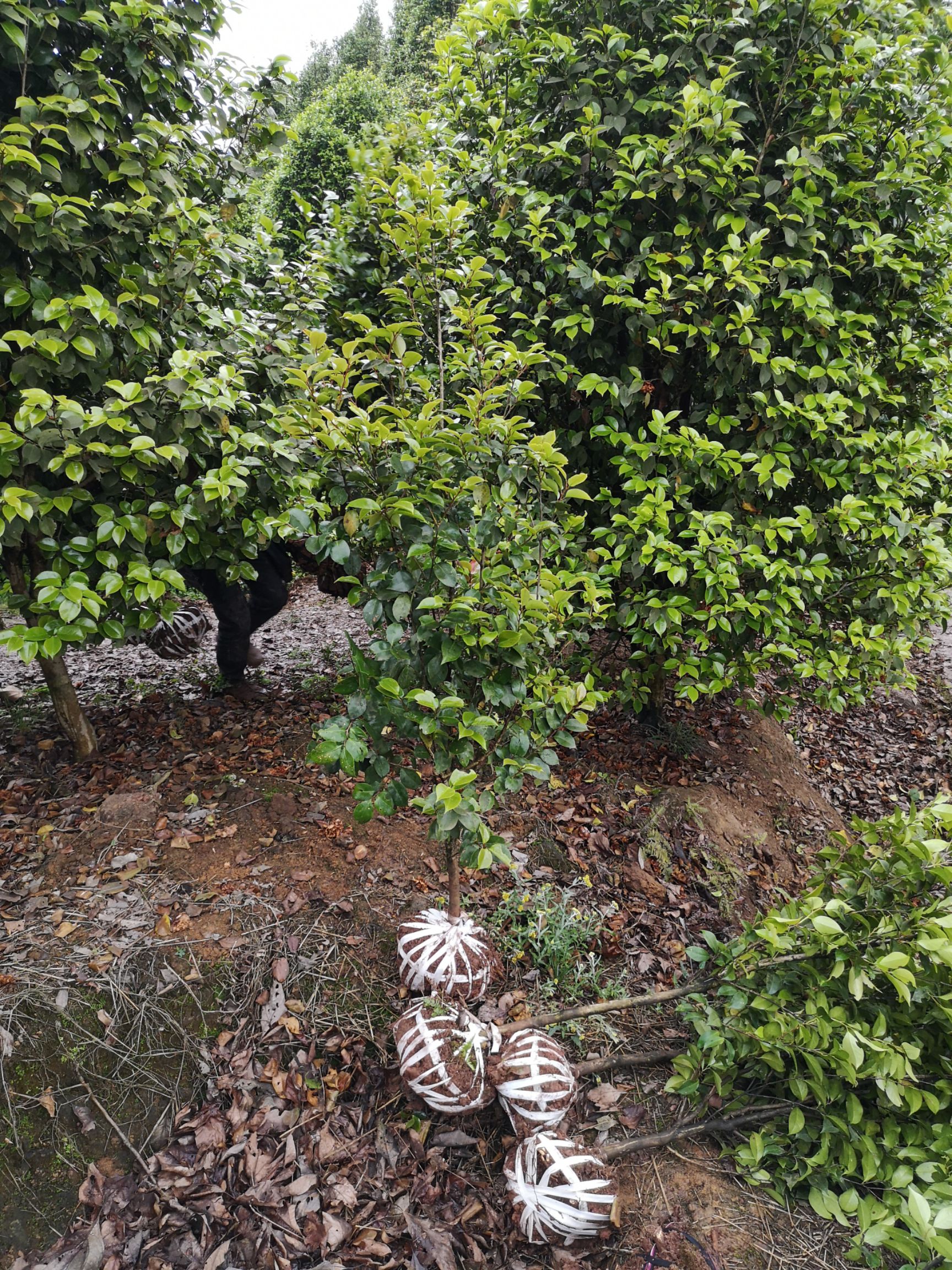 四川高县泳清茶花种植场专业种植销售各种规格优质茶花树