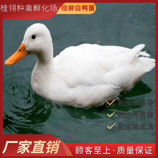 南宁广西桂柳鸭苗   纯种   可批发 可零售
