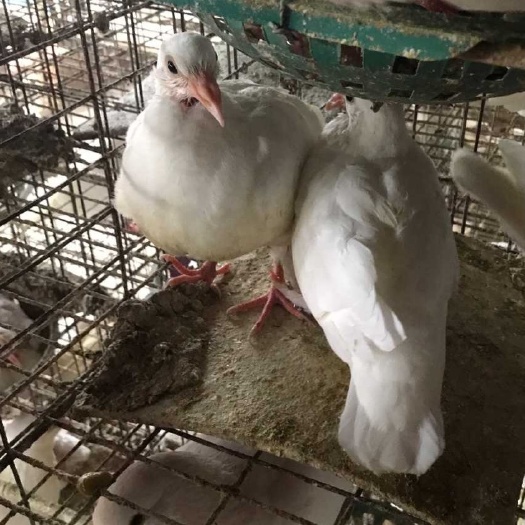 陆河县白羽王，