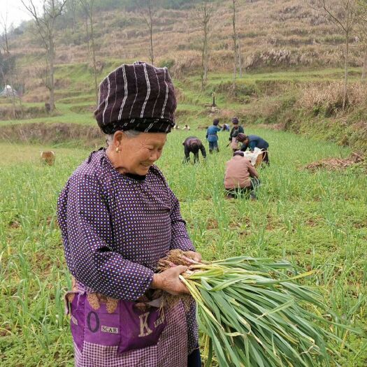 花垣县 无污染纯大山里种植的优质蒜苗