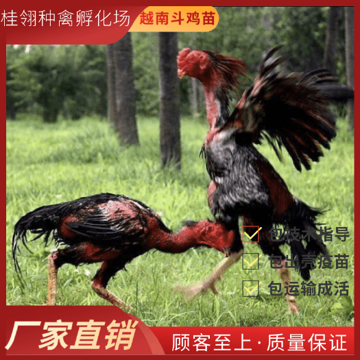 南宁越南 纯种 斗鸡苗【高销量热卖】 可零售 可批发