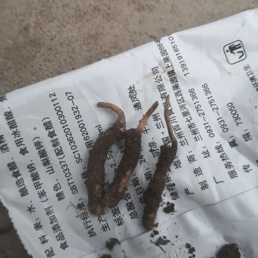 海东 【产地直供】新鲜虫草