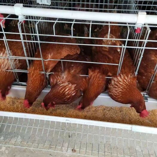 西平县小层叠层鸡笼