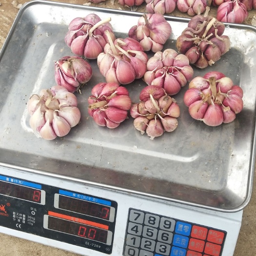 洪江市红皮蒜  新鲜紫皮大蒜上市啦！新鲜！味美！还可杀菌消毒！（均不包邮）