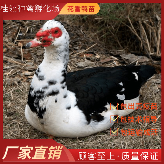 南宁花番鸭苗  纯种    可零售  可批发