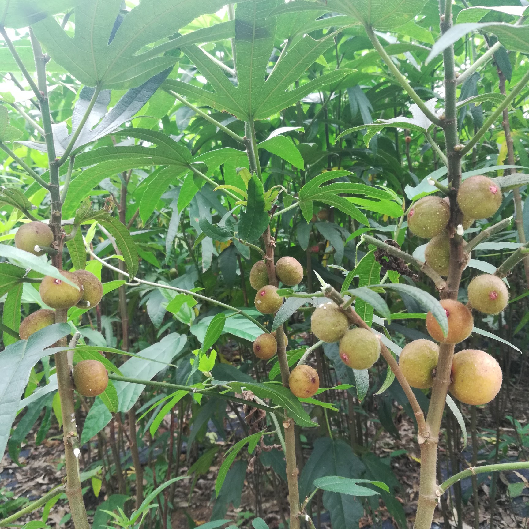 五指毛桃苗带土球发货品种纯正免费提供种植技术