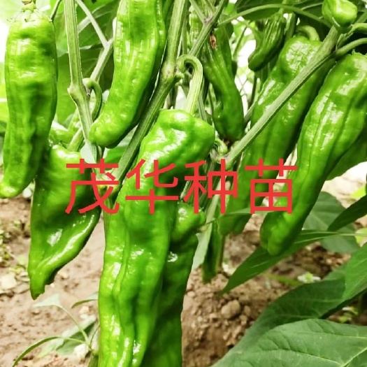 砀山县薄皮辣椒种子 早熟，青皮大果，果长23-26cm，节间短，产量高，抗高温。