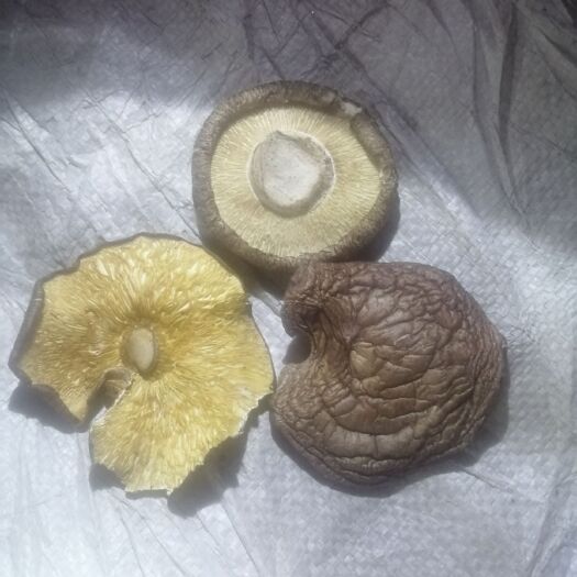 鲁山县 各种香菇通装货