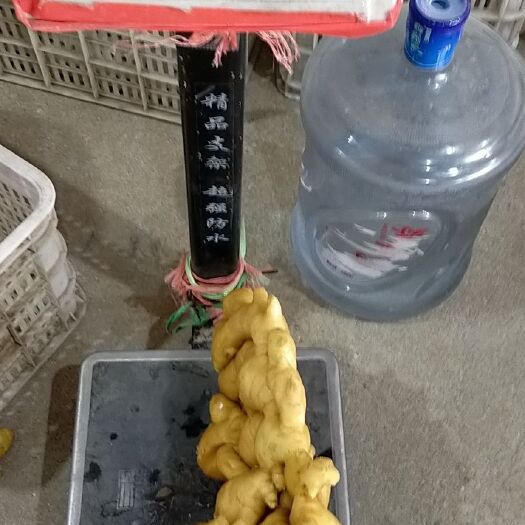 昌邑市 生姜