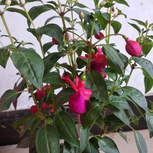 虞城县灯笼花 倒挂金钟，别具一格。