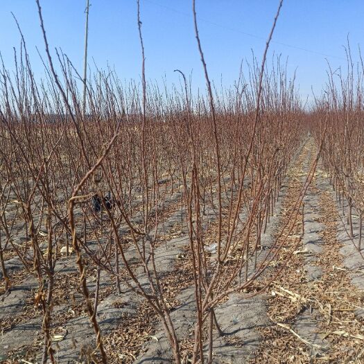 辉南县桃形李苗 占地果苗。种类多多，1-5年