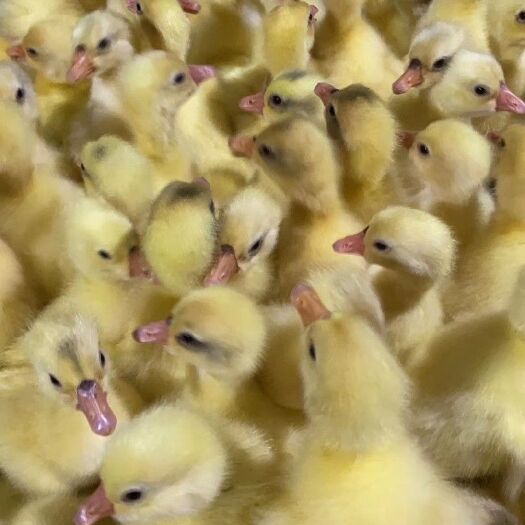 进贤县 江西南昌进贤县长期供应纯种大三花鹅苗，价格实惠，活动日5月1