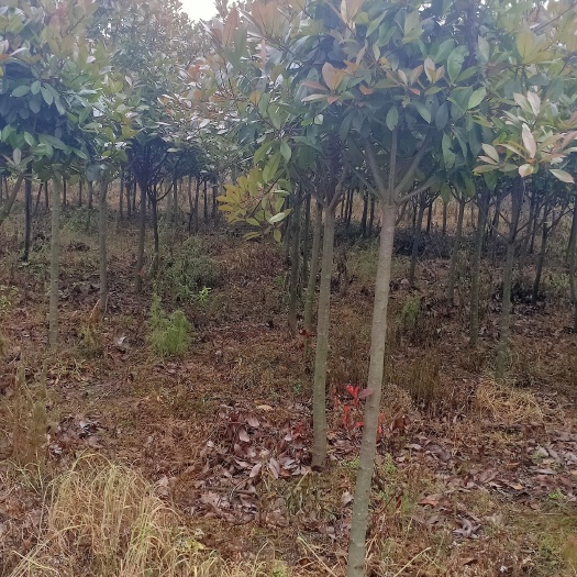 永州高杆红叶石楠  红叶石楠有需要的老板可以联系我