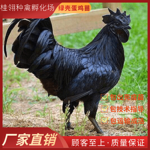  五黑鸡  绿壳蛋鸡苗  蛋鸡苗