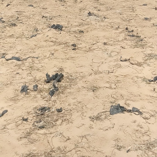 大名县沙地 沙土地外租适合山药种植