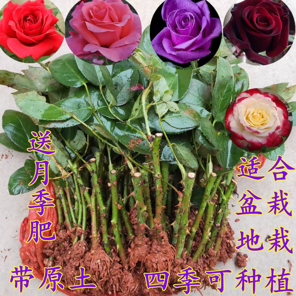  四季大花月季小苗，生長期短，花期長，根系發(fā)達(dá)，顏色繁多，