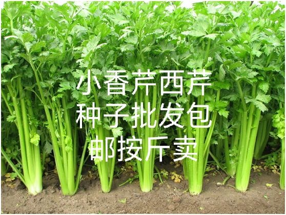 蠡县香芹种子 小香芹西芹种子批发包邮按斤卖