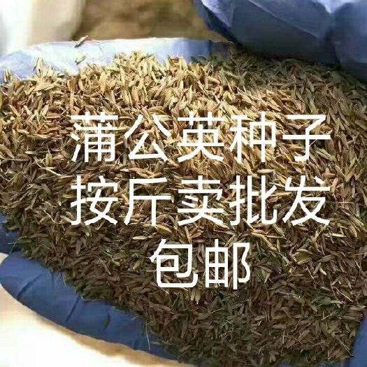 蠡县 蒲公英种子批发包邮按斤卖