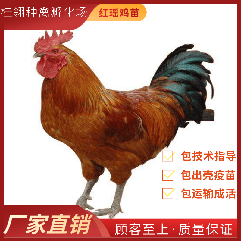  红瑶鸡苗  土鸡苗  纯种