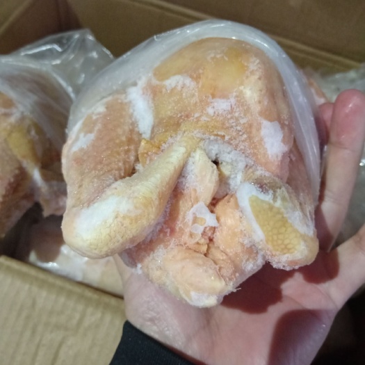 莘县盘腿白条鸡     三黄鸡    熟食用三黄鸡