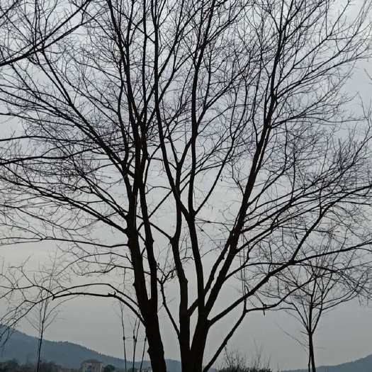 无为市 丛生朴树，
