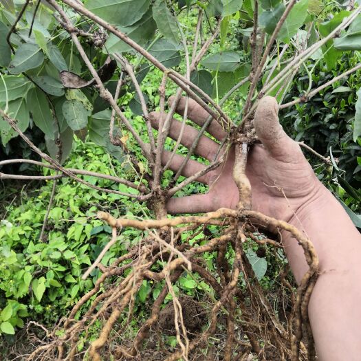 古丈县八月瓜苗 八月瓜优质驯化苗（四年苗）四年优质八月瓜驯化苗，低价优惠批发