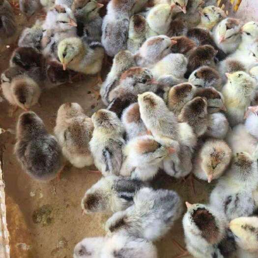 南宁 鸡苗， k9肉鸡苗882……901质量保证