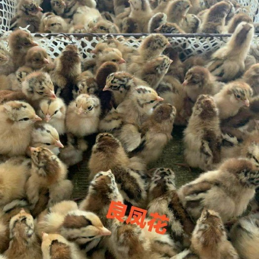 南宁良凤花鸡苗 品质优良，100天公鸡可以长到6斤，母鸡可以长到5斤左右。