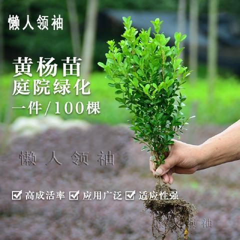  大叶黄杨花苗瓜子黄杨树苗金边冬青树苗金边冬青花苗庭院绿化雀