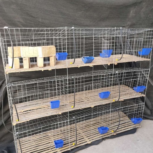 笼具 十二位子母兔笼 兔笼子 母兔繁育笼箱母兔产箱包邮
