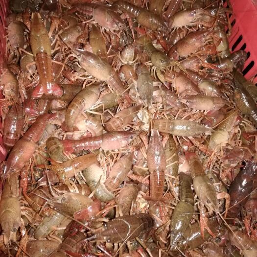 潜江市潜江小龙虾 库虾12