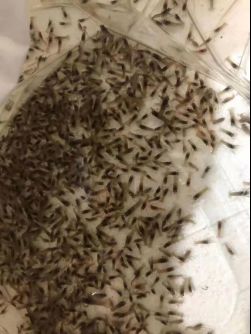 澳洲龙虾 国产 0.4斤/只以下 人工饲养