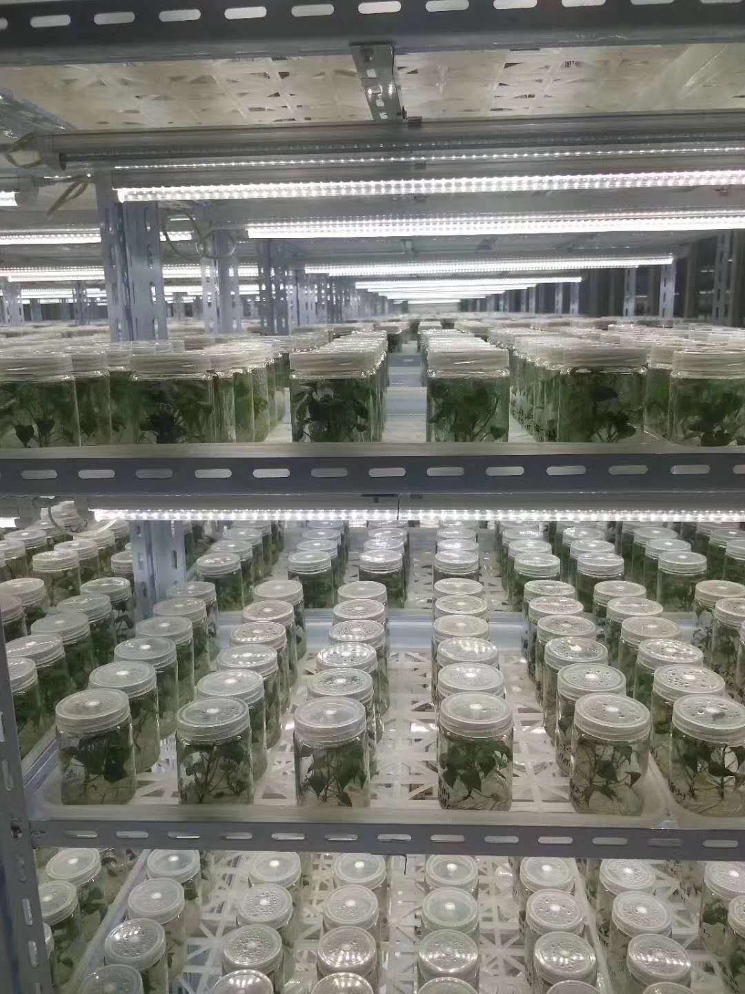 济薯33商薯19红薯苗  龙薯九西瓜红种苗质优价廉货发全国