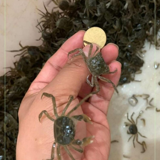 盘锦 大表弟盘锦扣蟹苗，自家养殖，成活率高，价格实惠
