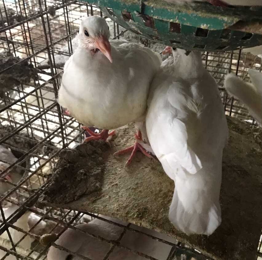 肉鸽  青年鸽，白羽王种鸽