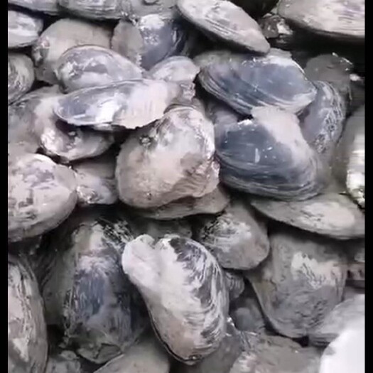 确山县河蚌 