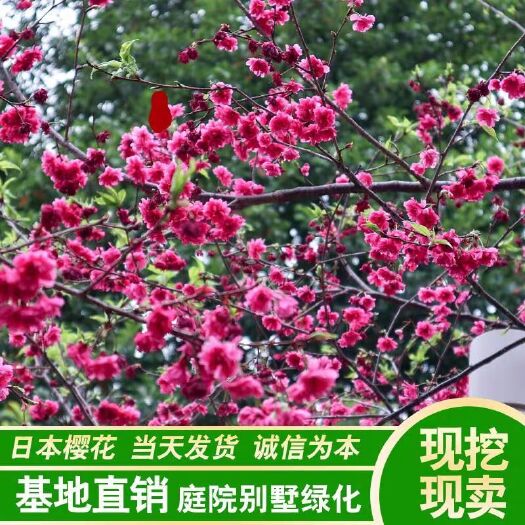 大叶早樱  晚樱 正宗日本樱花 开花美丽 品种全 优质嫁接苗