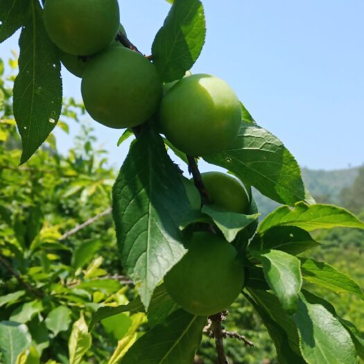 连平县早熟红李王 青李，早熟李