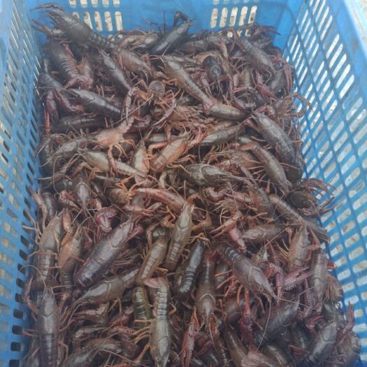 江陵县荆州小龙虾 中红，
