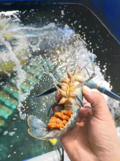 澳洲龙虾 国产 0.4斤/只以下 人工饲养
