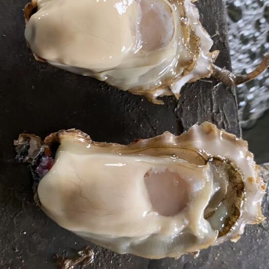 乳山市乳山牡蛎 海水 1-2两/只 鲜活水产