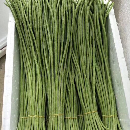 合浦县 长豆角已大量上市，量大质优且维持时间长，希望广大菜商前来采购