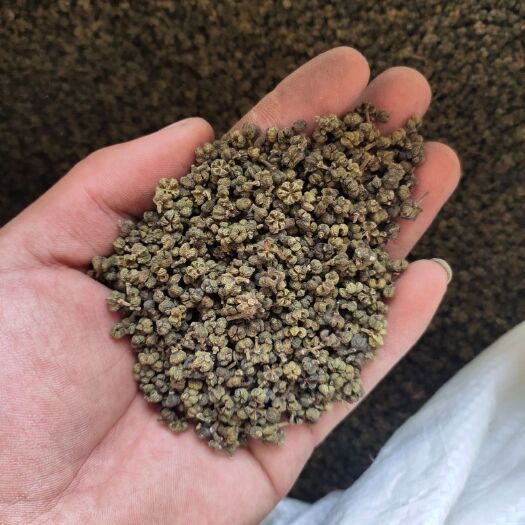 鄄城县【文斌药业】小中花吴茱萸