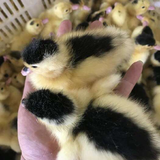 南宁 青头鸭苗